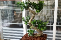 ficus bonsaii.jpg