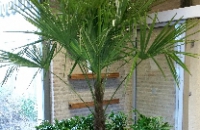 palm boelthiek.jpg